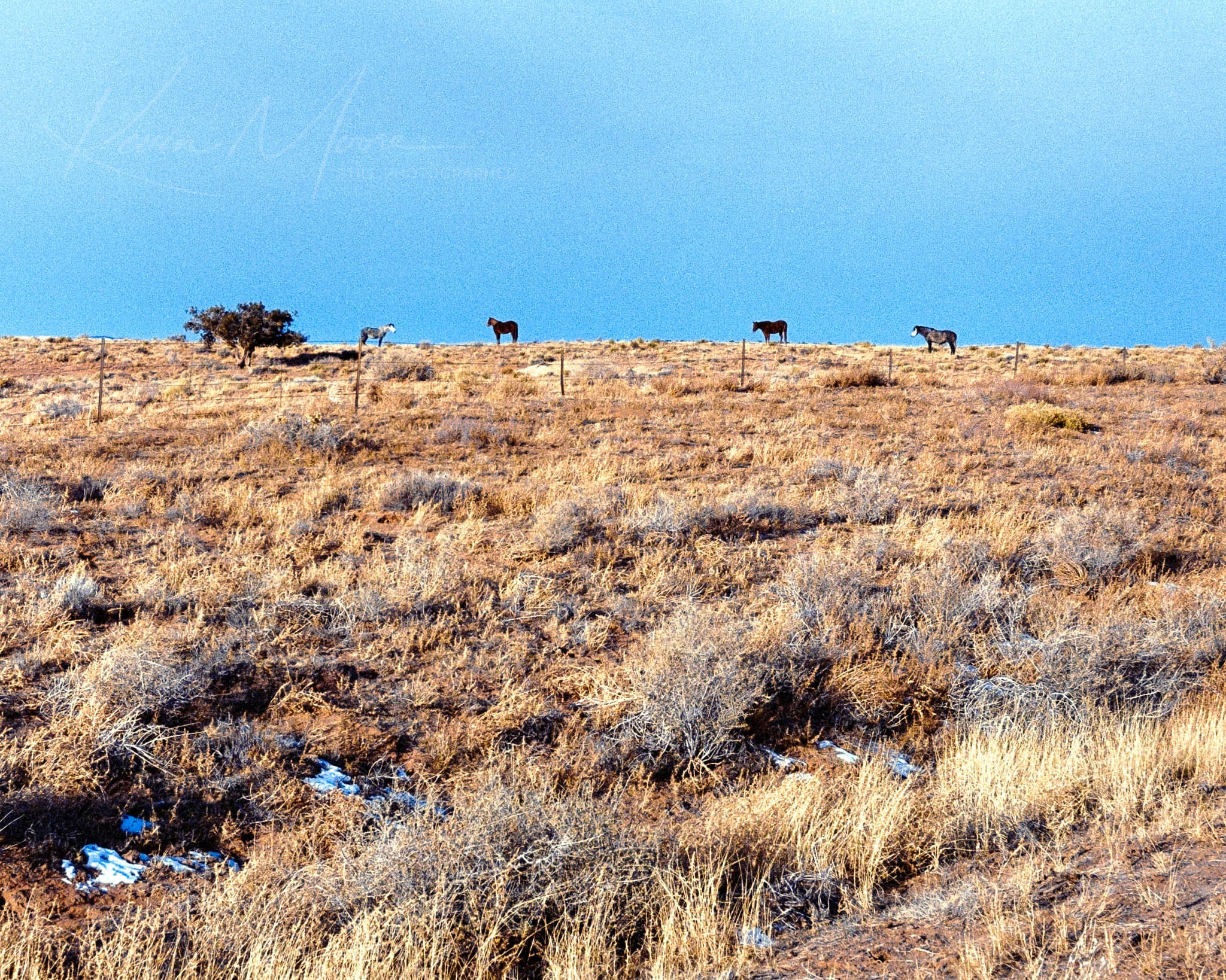 Arid landscape with resilient shrubs and distant wild horses in a semi-desert ecosystem.