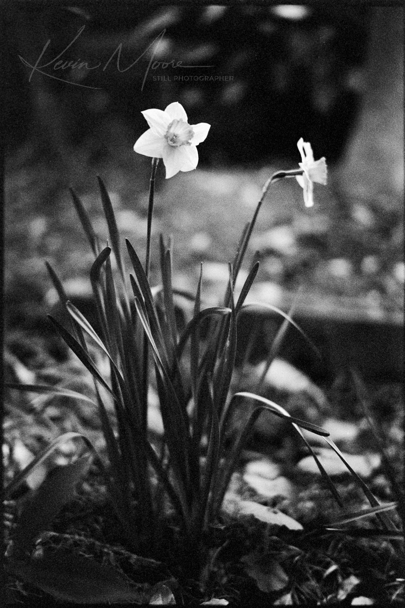 Black and white capture of blooming daffodils in a serene garden setting.