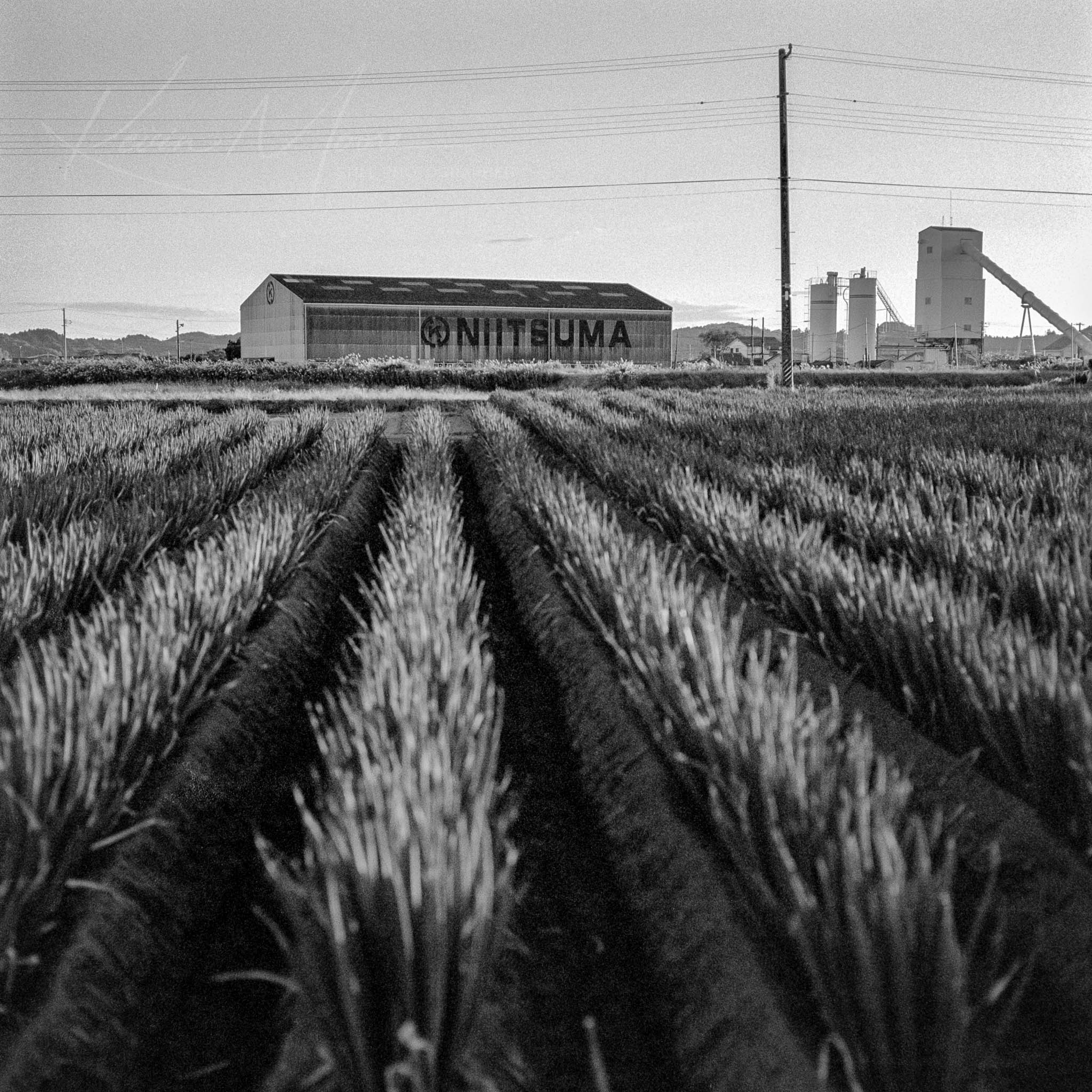 Vintage black and white image of Nittsuma agricultural building in mid-20th century grain field landscape.