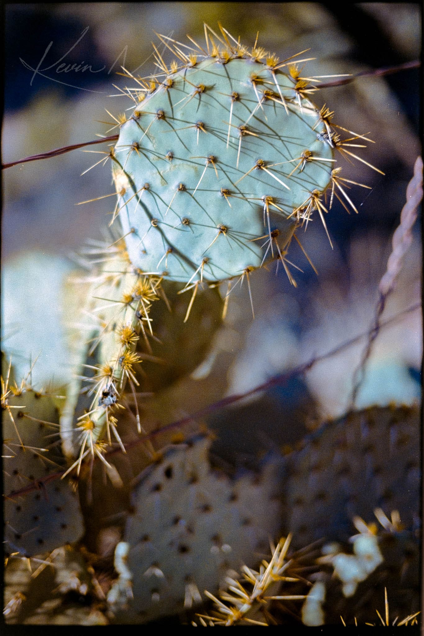 Young prickly pear cactus pad with golden spines, highlighted by warm sunlight in a desert ecosystem.