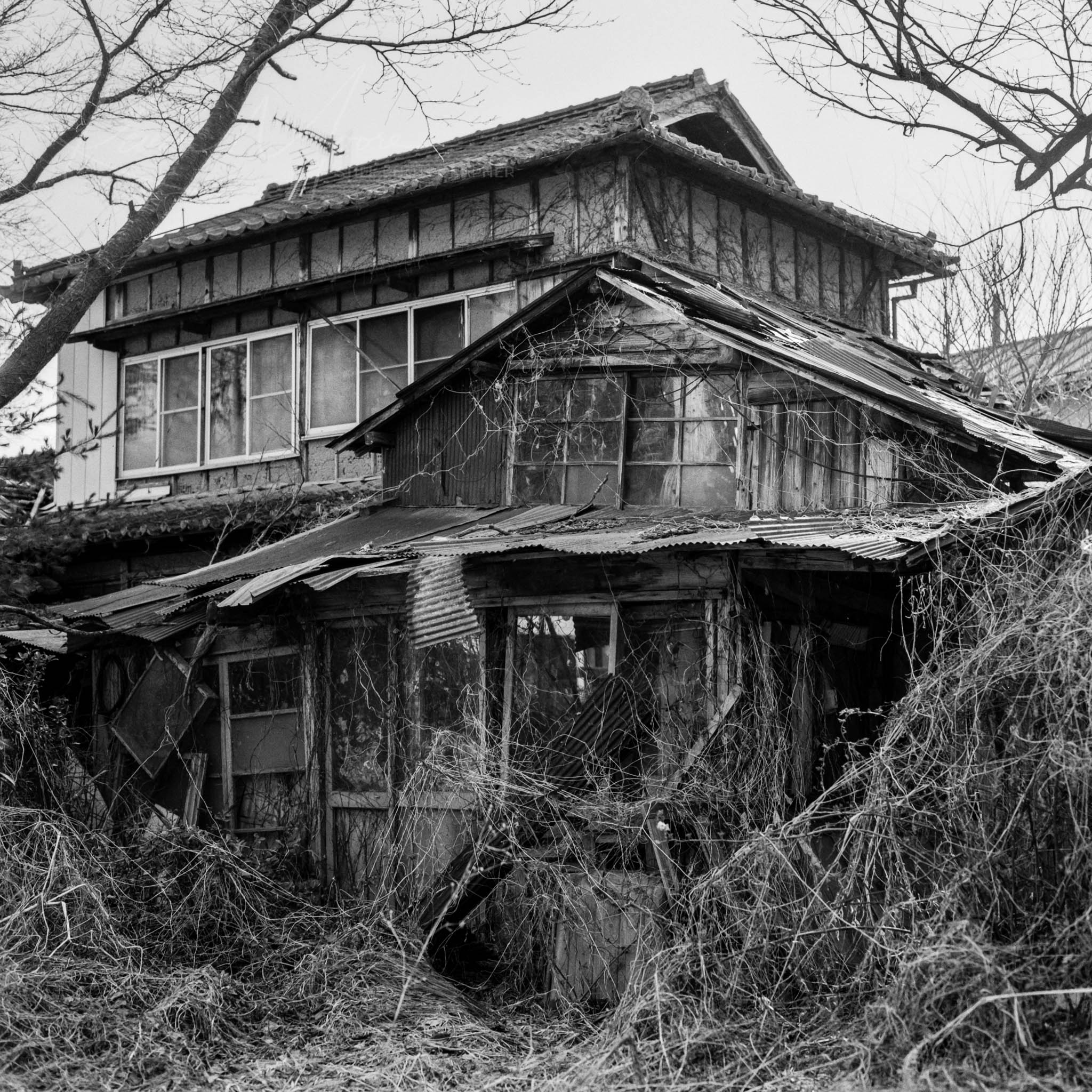 Neglected two-story house overgrown with vegetation in a black and white photograph.