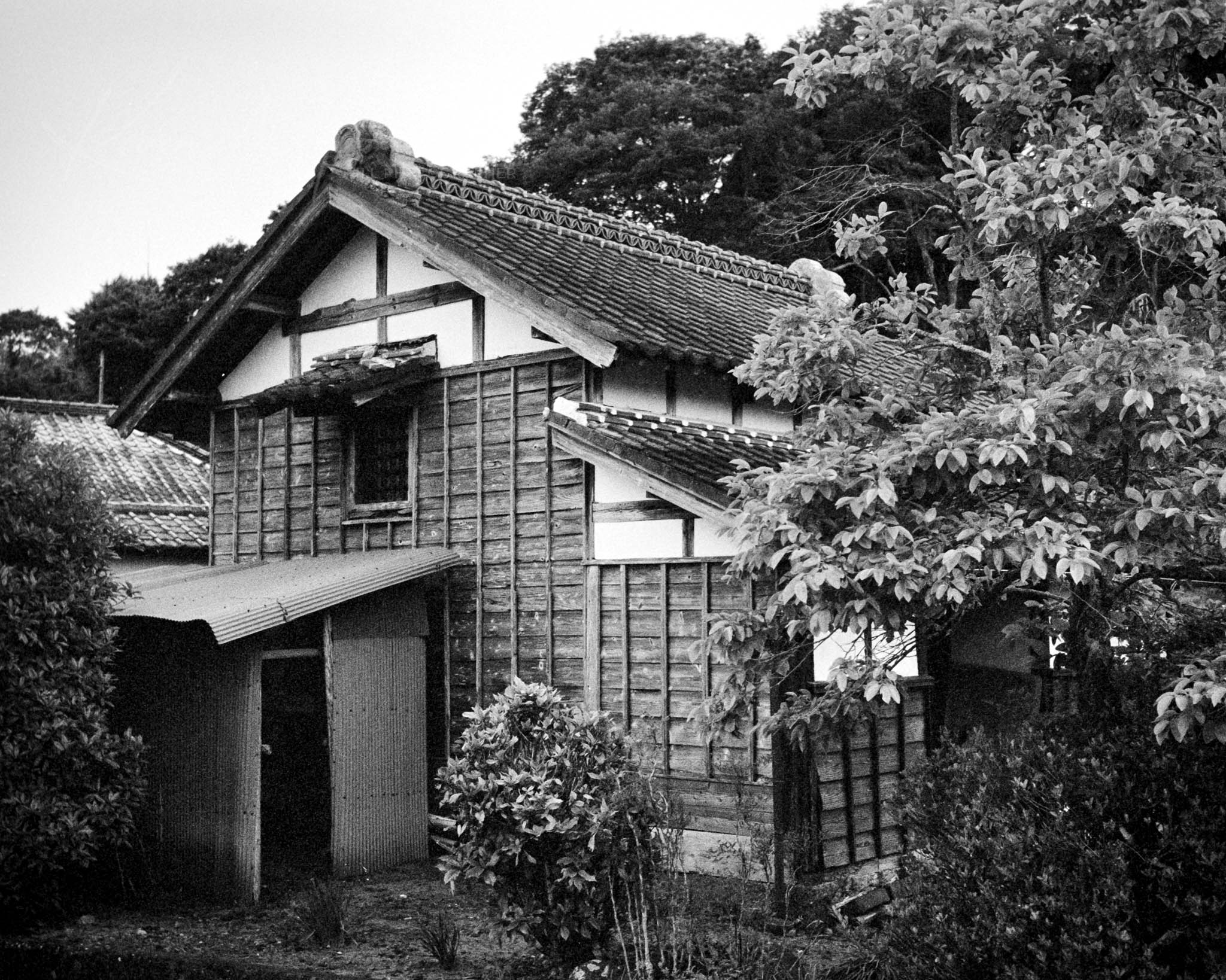 Black and white image of a deserted post-war rural house overtaken by natures reclamation.