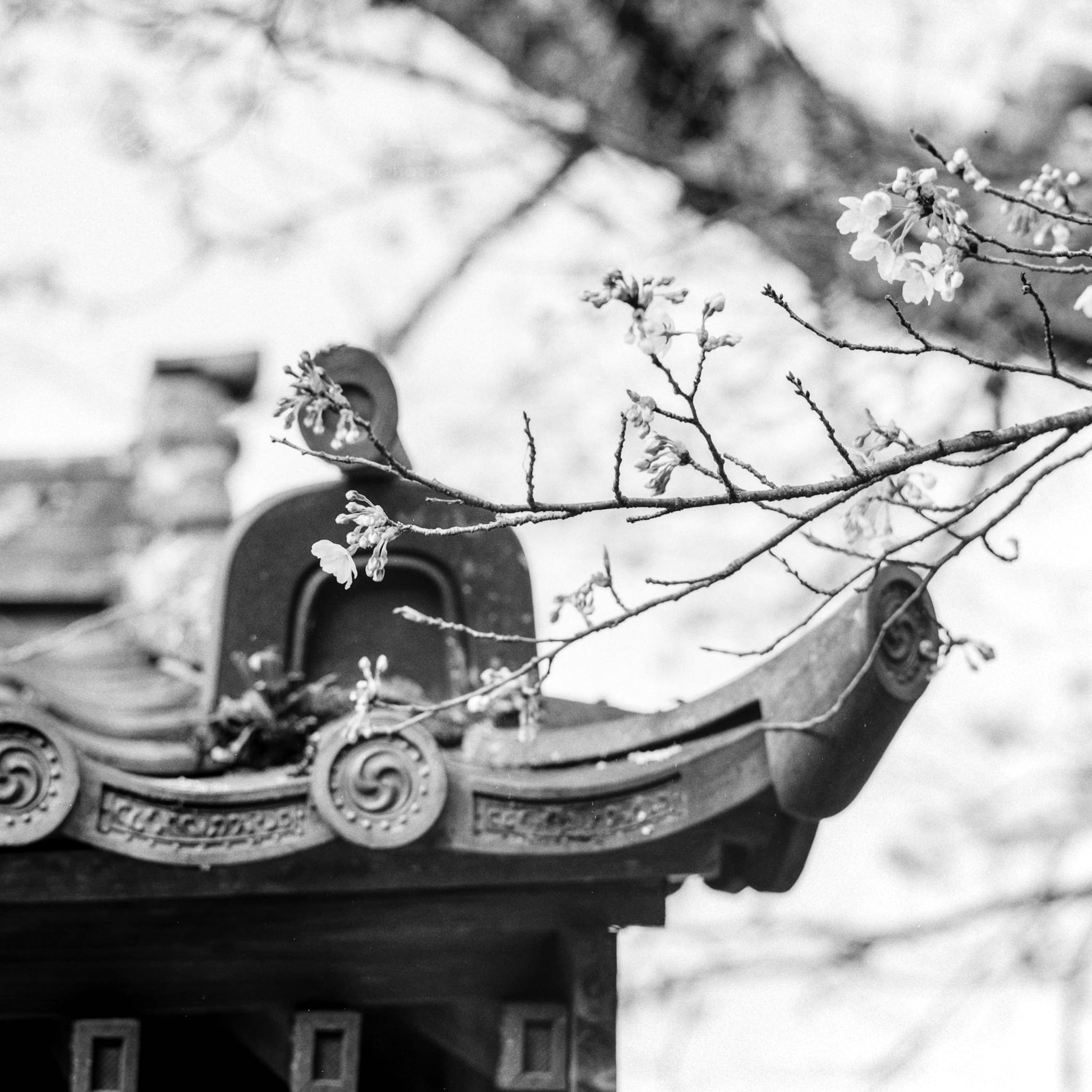Cherry blossom branch against traditional East Asian roof in a monochrome photograph.