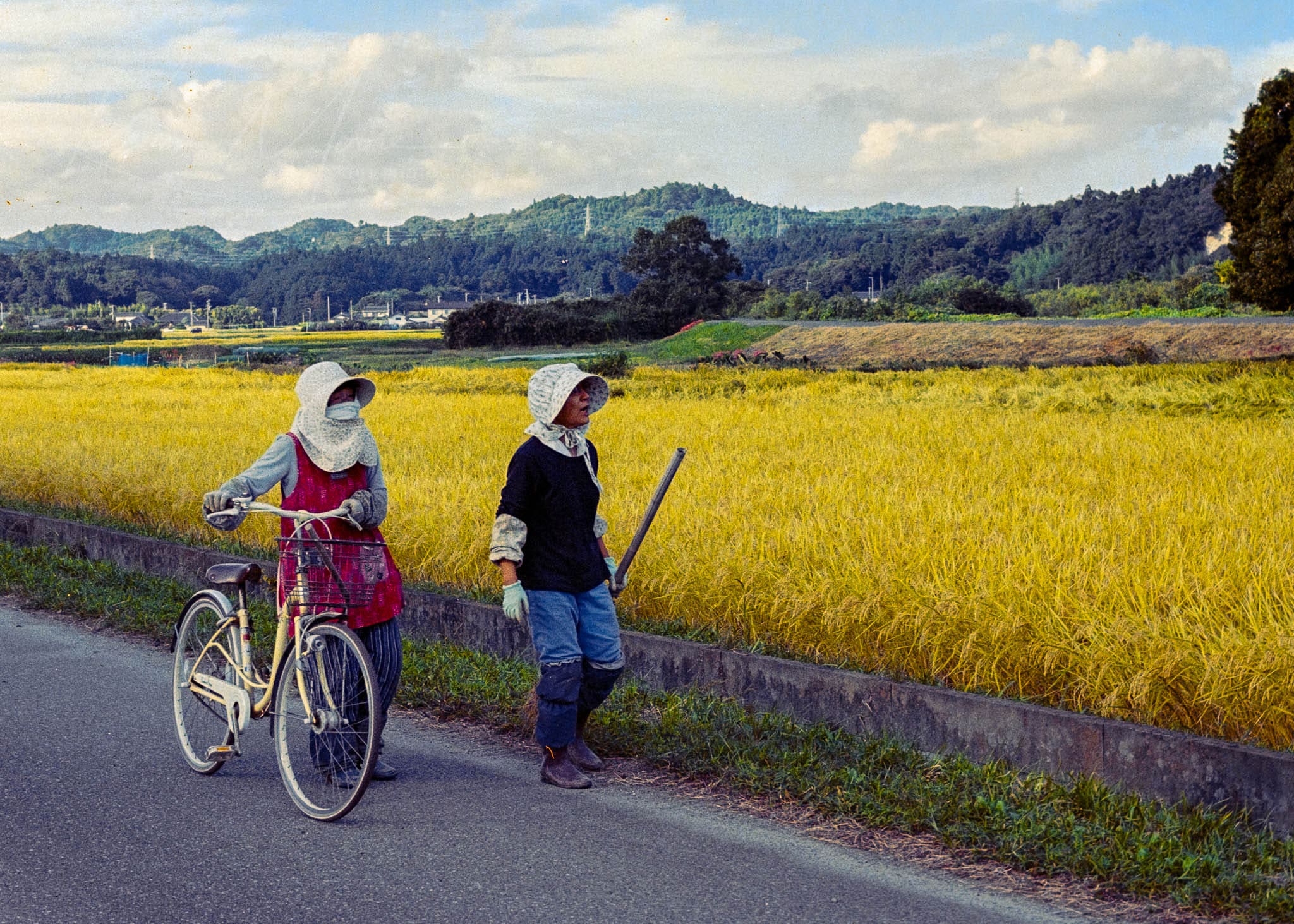 Bicyclist and farmer amidst a vibrant, golden field in a serene rural setting.