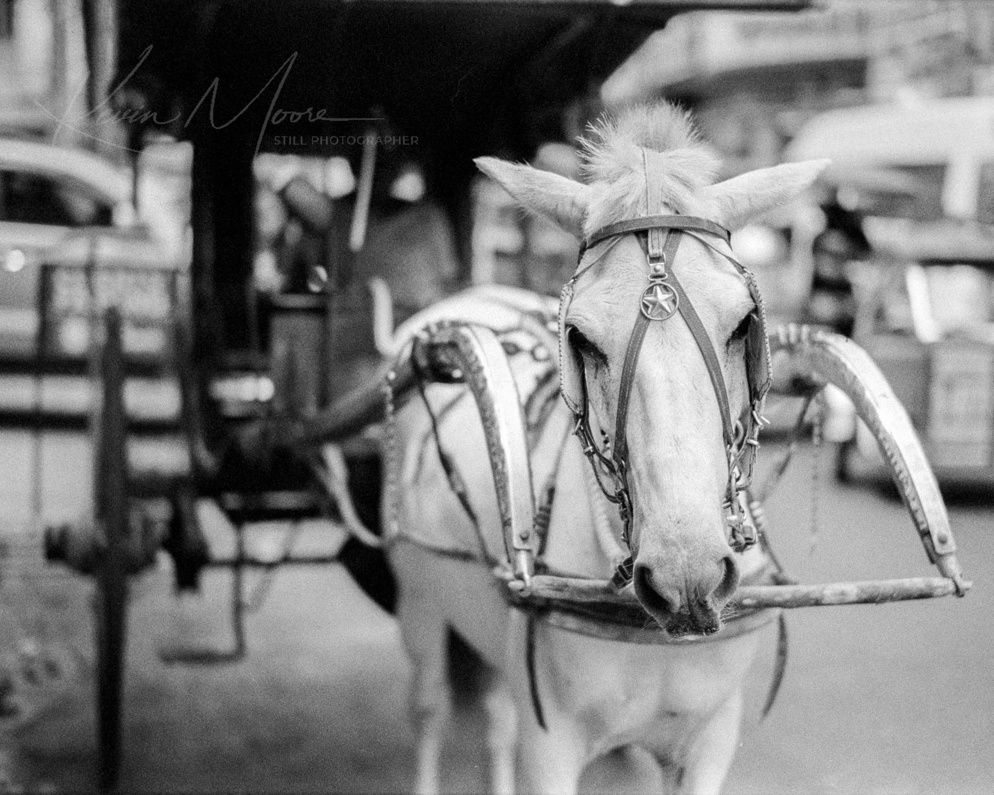 Monochrome image of attentive, well-groomed horse hitched to vintage carriage.