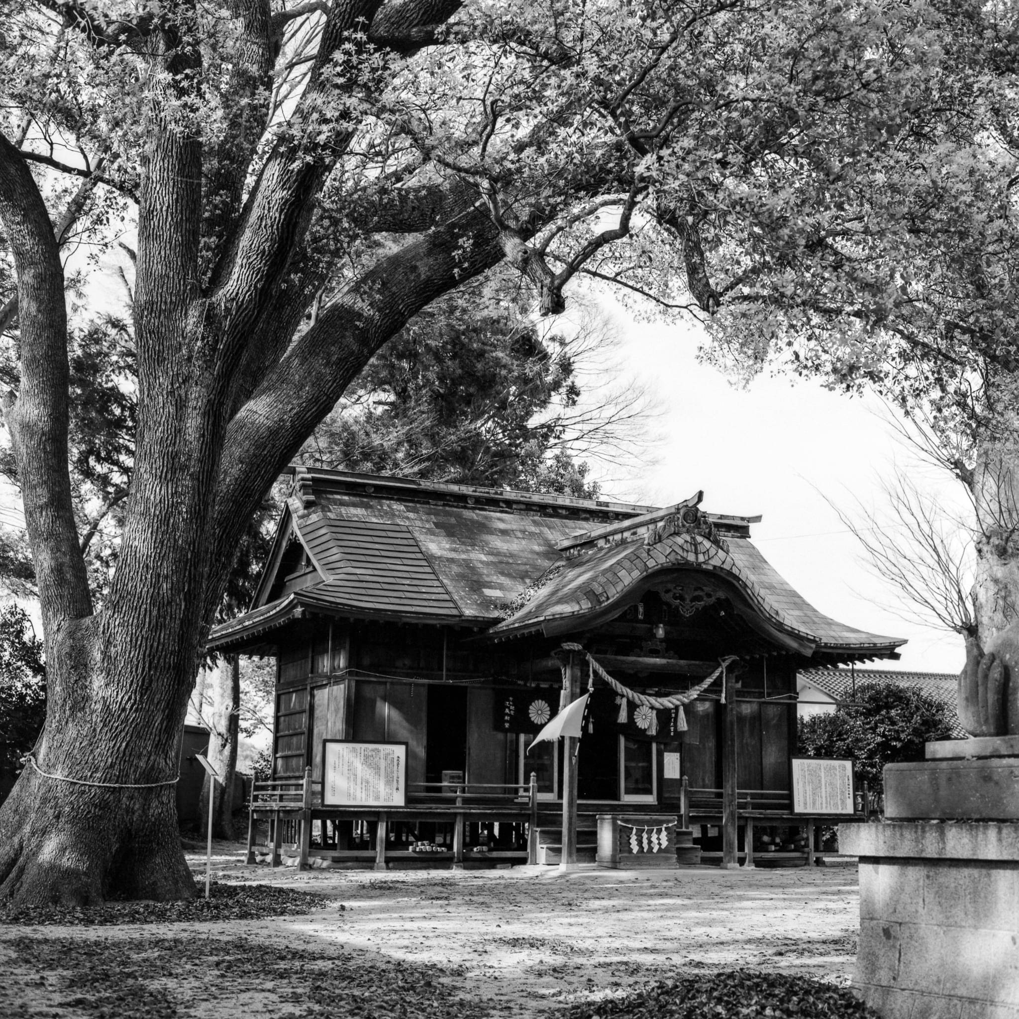 Peaceful Japanese shrine nestled among trees in a monochrome forest setting.