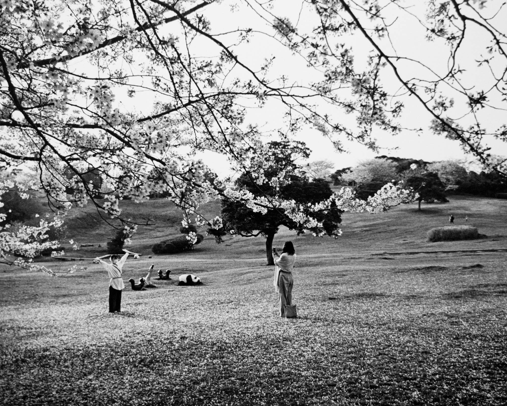 Black and white image of peaceful afternoon in a blossoming park with people enjoying leisure activities.