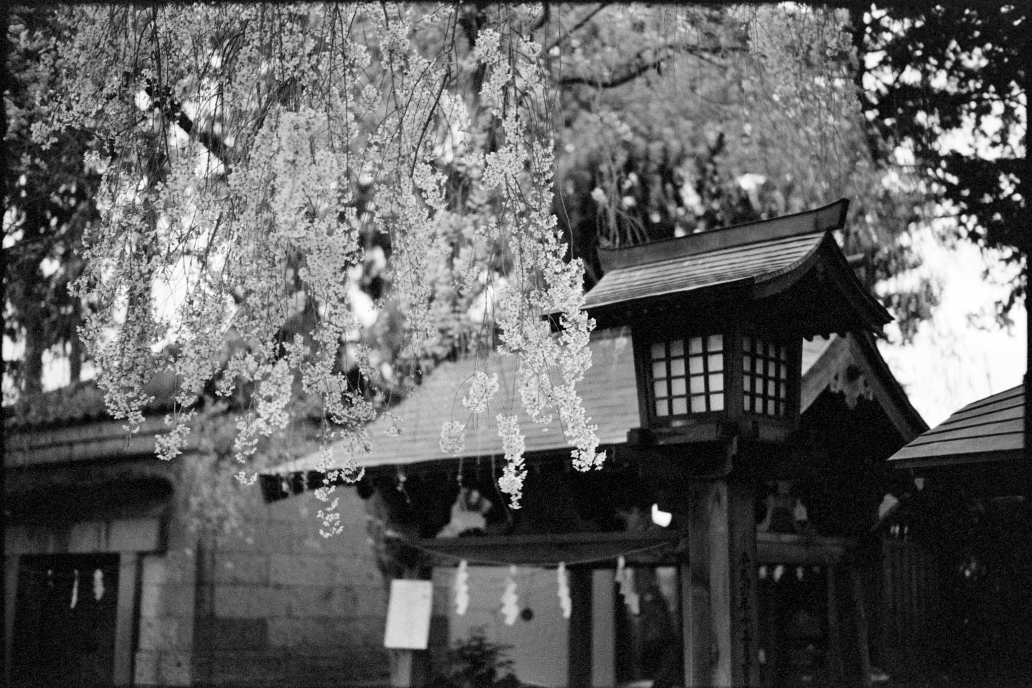 Monochrome image of a tranquil Shinto shrine gate nestled within dense foliage in Japan