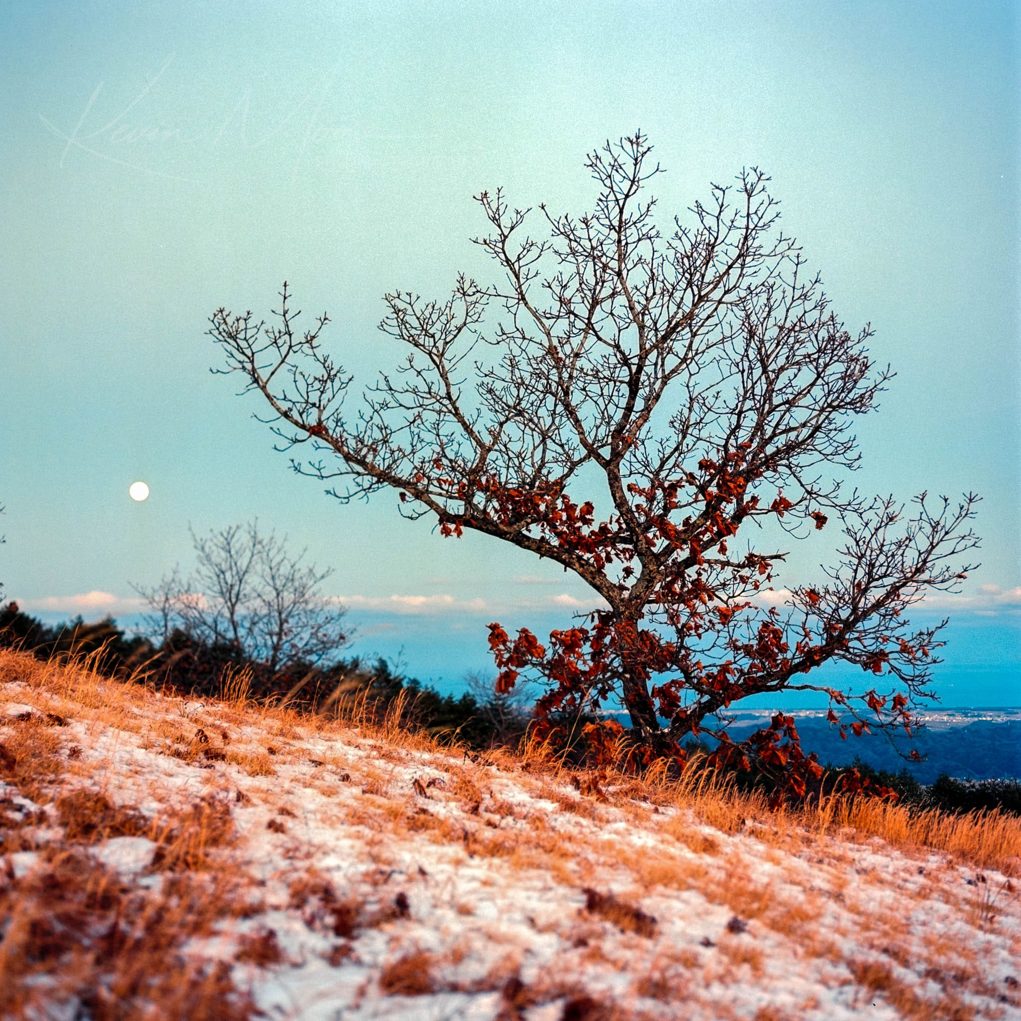 Leafless tree in serene winter-autumn landscape with dusted snow and gradient sunset sky.