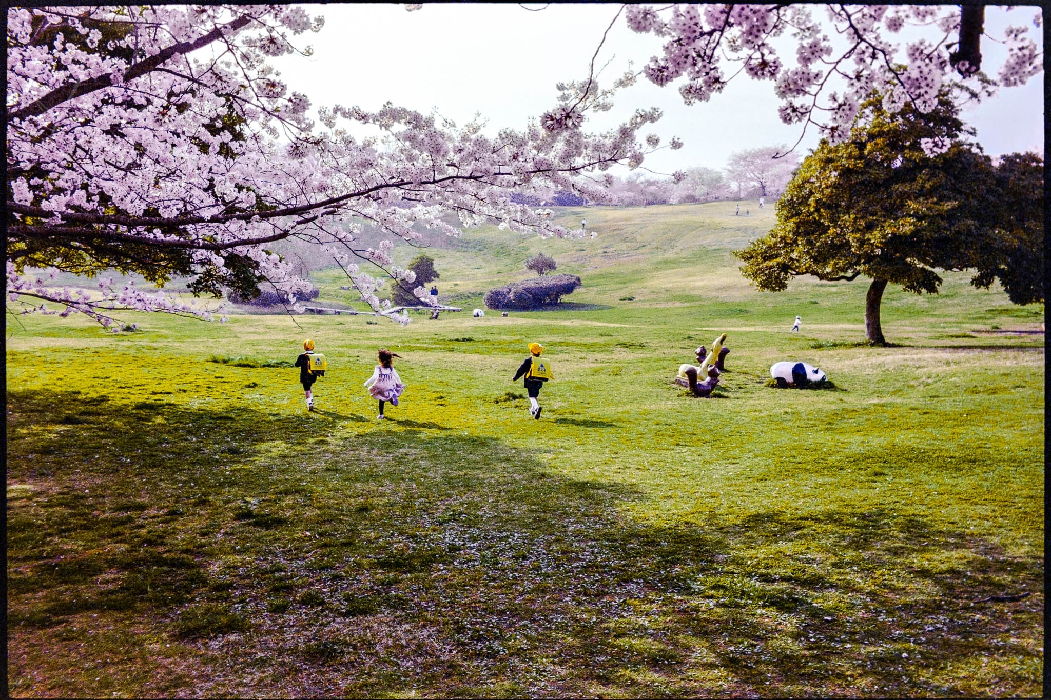 Children playing on a vibrant lawn under a blooming cherry blossom tree in springtime.