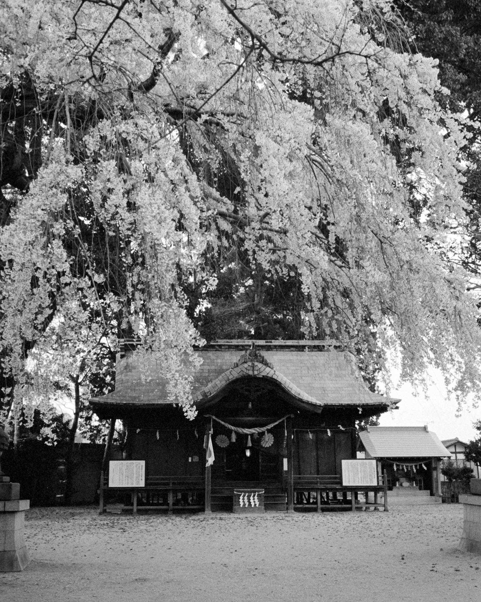 Monochrome photo of a traditional Japanese shrine beneath a blossoming Sakura tree, embodying tranquility and harmony.