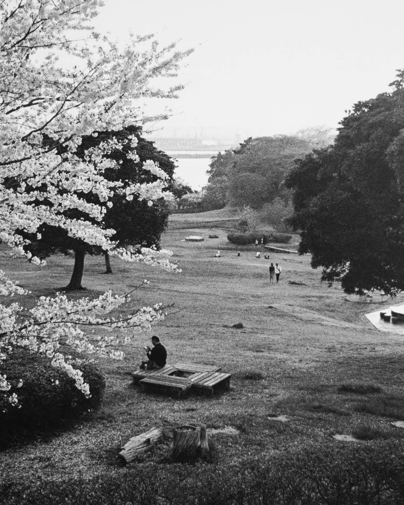 Vintage black and white image of a tranquil park with blooming trees and relaxed visitors.