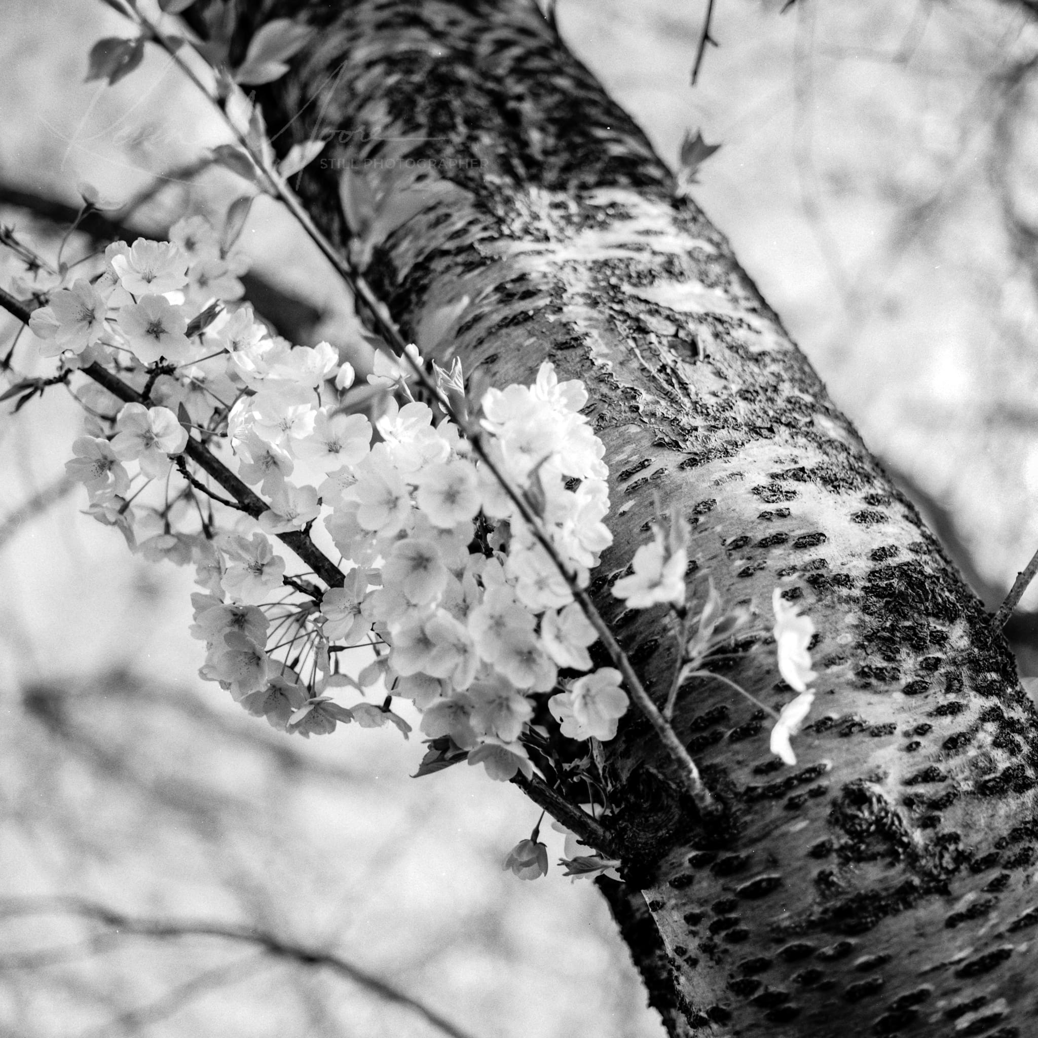 Black and white photo of delicate flowers blooming on a textured tree trunk.