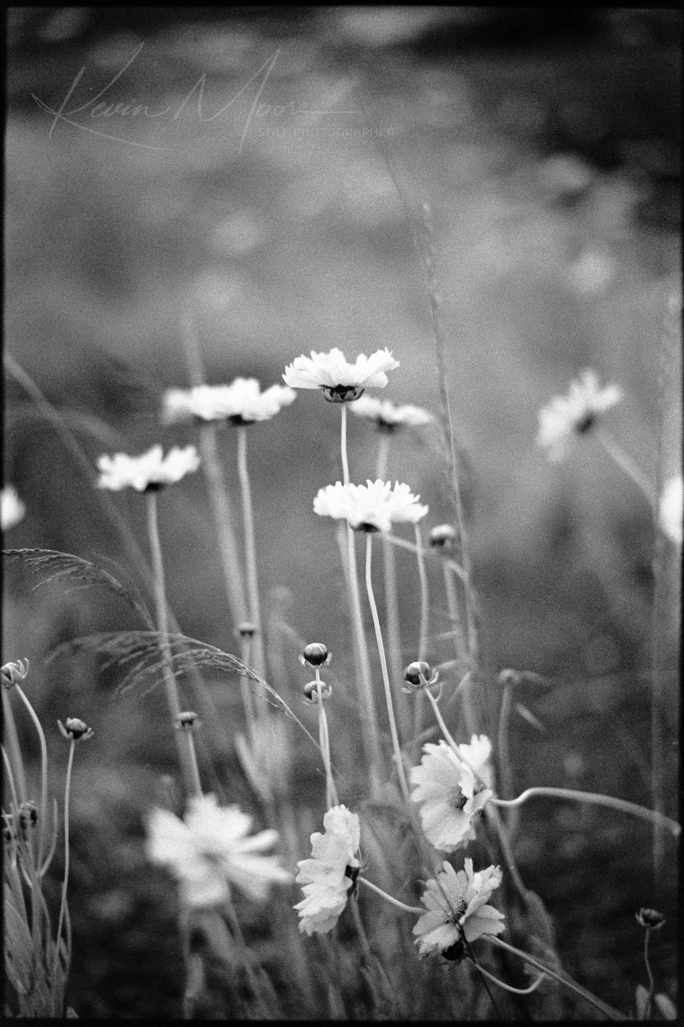 Monochrome image of daisy-like wildflowers swaying gently in diffused natural light, creating a serene ambiance.